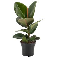 Start date mar 30, 2008. Ficus Robusta Rubber Plant Houseplant For Sale Free Uk Delivery
