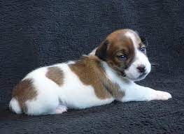 Pin On Puppies For Sale