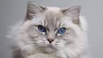 20 of the Most Expensive Cat Breeds - MSN