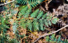 Image result for Pteridium