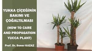 How to care for a yucca plant. Yukka Ciceginin Bakimi Ve Cogaltilmasi How To Care Yucca Plant Youtube
