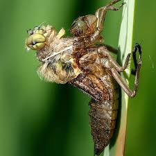 Order today with free shipping. 10 Neat Things About Dragonflies Canada S Local Gardener Magazine