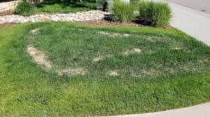 Maybe you would like to learn more about one of these? Co Horts Be Careful With Crabgrass Pre Emergent Herbicides