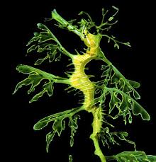 Pin By Amy Simmons On Animals And Everything In Between Sea Dragon Ocean Creatures Seahorse