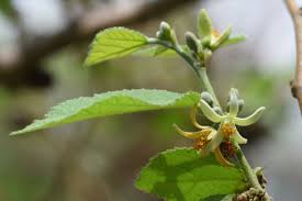 Image result for Grewia sulcata