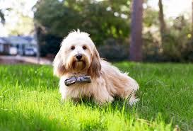 Dedicated to pet health and happiness for over 50. Happy Tails Ollie Virginia Beach Spca