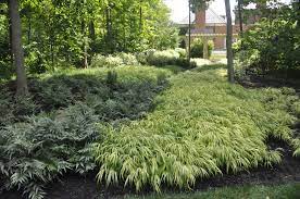 Thinking Outside The Boxwood Shade Plants Landscape Design Woodland Garden