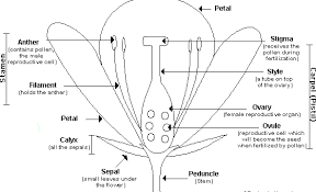 Flower Dissection Lab Parts Of A Flower Diagram Of A Flower Flower Anatomy