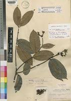 Image result for Landolphia landolphioides