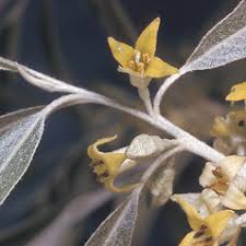 Image result for Rinorea angustifolia