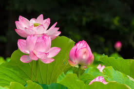 Image result for Lotus discolor