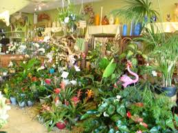 Modesto exotic flower shop delivers flowers, roses, orchids, plants, exotic arrangements in modesto ca and valley. Modesto Exotic Flowers