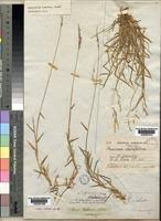Image result for Moorochloa eruciformis
