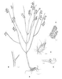 Image result for Coleus kapatensis