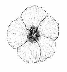 Different types of flowers drawing with colour. Drawing Simple Hibiscus Flower Drawing Color