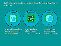 Check spelling or type a new query. Ppt Osmosis Powerpoint Presentation Free Download Id 6365411