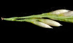 Image result for Sporobolus welwitschii