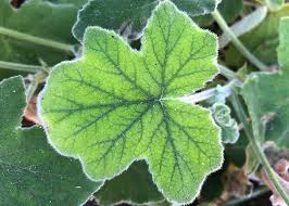 Image result for Pelargonium domesticum round-leaved bushy