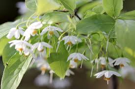 Image result for Embelia xylocarpa