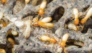 Our termite treatment in melbourne can involve a range of different methods, including baiting, physical barriers, chemical barriers, monitoring systems. Pest Control Company Gulf Breeze Premier Termite Pest Control