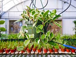 A general rule of thumb here is to provide all but the hottest sun. How To Care For A Hoya Houseplant Joy Us Garden
