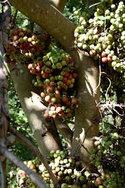 Image result for Ficus sur