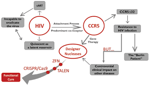 Maraviroc binds deep in the receptor pocket and locks the. Designer Nucleases Gene Editing Therapies Using Ccr5 As An Emerging Target In Hiv Bentham Science