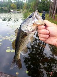 Which GooganBaits have you caught the...