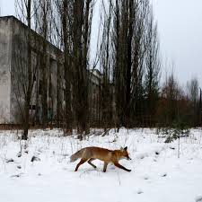 Others estimate deaths in the hundreds of thousands. Chernobyl Latest News Photos Videos Wired
