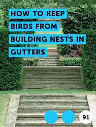Learn How To Keep Birds From Building Nests In Gutters How To Guides Tips And Tricks Kill Tree Roots Snails In Garden Pests