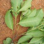 Image result for Shirakiopsis