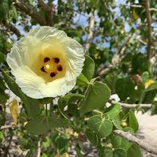 Image result for Thespesia populneoides