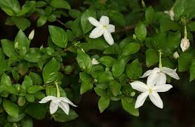 Image result for Agathisanthemum bojeri