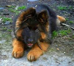 Presently, we are breeding large mahogany red with black long coated german shepherds which have proven to produce stunning puppies that are healthy, beautiful and have a sound and calm temperament. Long Haired German Shepherd Black And Red Novocom Top