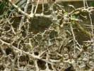 Image result for Commiphora fulvotomentosa
