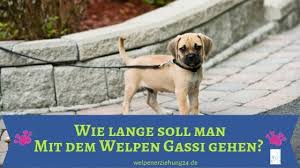 Sie mag auch plötzlich nicht mehr alle hunde, hat sogar angst vor manchen. Wie Lange Darf Man Gassigehen