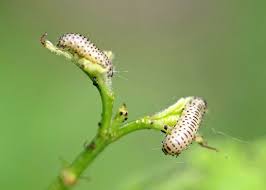 Viburnums can be propagated by seed, but the process is. Viburnum Leaf Beetle Pyrrhalta Viburni Wisconsin