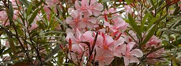Diese 8 sorten sind geeignet. Oleander Pflege Richtig Pflanzen Giessen Und Dungen