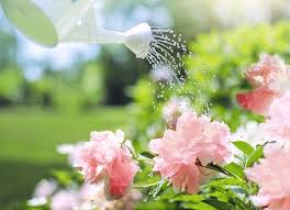 Pour la préparer, vous n'aurez qu'à mélanger environ 70 grammes de poudre de bicarbonate avec. Le Bicarbonate De Soude Peut Grandement Aider Votre Jardin Et Nourrir Ses Plantes Astuces Naturelles