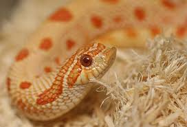 A range of aspen shavings and chips. Zoo Med Aspen Snake Bedding