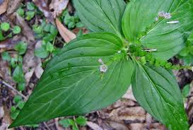 Image result for Spigelia anthelmia
