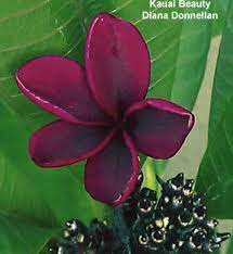 This category is comprised of plumeria considered to jungle jack's tapestry: Kauai Beauty Grainy Red With Blackish Grain And Deep Black Red Bands On The Underside Tight Growth Habit And The Petal Plumeria Tree Trees To Plant Frangipani