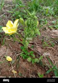 Image result for Eureiandra sp. A