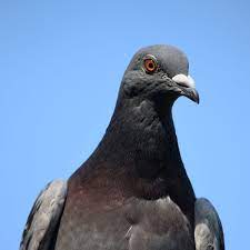 Miracle Pigeon Freed After Spending A Week Trapped Down A Chimney Cambridgeshire Live