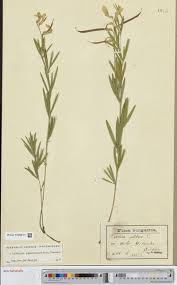 Image result for Sarcophrynium prionogonium