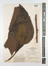 Image result for Bellucia pentamera