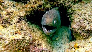 Moray eels are found worldwide in both deep and shallow waters, but tend to prefer warmer temperatures. White Eyed Moray Eel Koh Tao Black Turtle Dive