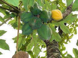 Image result for Vasconcellea pubescens