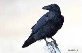 The scavengers wouldn't touch it and the scavengers have already started circling there's a lot of new scavengers born every year. Scavenger Birds The Canadian Nature Photographer