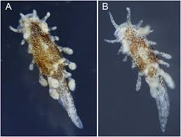 Image result for Pycreus fibrillosus